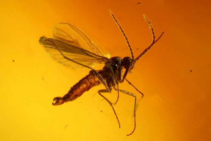 Two Fossil Flies (Diptera) In Baltic Amber #170062